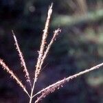 Digitaria ischaemum Flower