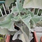 Kalanchoe beharensisBark