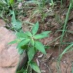 Acalypha australis Blad