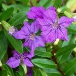 Cuphea hyssopifolia Flower