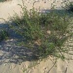 Artemisia campestris عادت داشتن