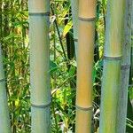 Phyllostachys viridiglaucescens Corteza