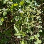 Jasminum fluminense Leaf