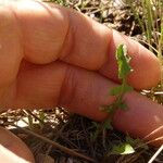 Leontodon crispus Feuille