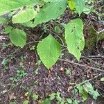 Collinsonia canadensis Blatt