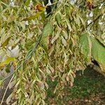 Acer negundoFruit