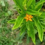 Asclepias tuberosa 花