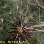Hypochaeris radicata Frucht