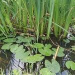 Nuphar pumila Feuille