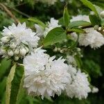 Deutzia scabraफूल