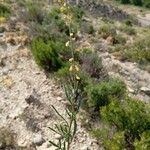 Reseda stricta Leaf