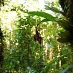 Bulbophyllum variegatum Fruto