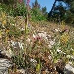 Tragopogon angustifolius 形態