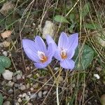 Crocus pulchellus 整株植物