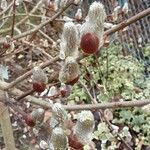 Salix caprea Hábitos