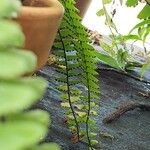 Adiantum caudatum Fruit