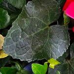 Cyclamen repandum Leaf