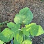 Ficus carica Blatt