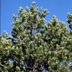 Pinus edulis Hábito