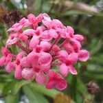 Arachnothryx leucophylla Flower