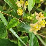 Cynanchum insipidum Blüte