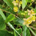 Cynanchum insipidum Flower