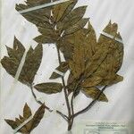 Dodecadenia grandiflora Diğer