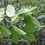 Dichostemma glaucescens Leaf
