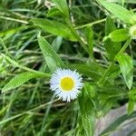 Erigeron strigosus 花