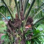 Elaeis oleifera Hábito