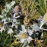 Eryngium maritimum অভ্যাস