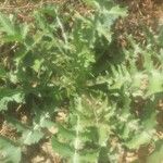 Sonchus asperBlad