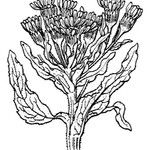 Tephroseris palustris Mosusu