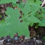 Lactuca muralis Feuille