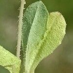 Crepis setosa Leaf