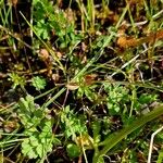 Thalictrum alpinum Habitat