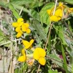 Lotus parviflorus 花