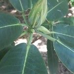 Rhododendron auriculatum Hoja