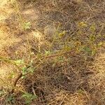 Waltheria indica Habit