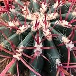 Ferocactus latispinus Лист