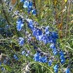 Salvia azurea 花