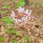Rhododendron periclymenoides ᱵᱟᱦᱟ