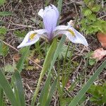 Iris missouriensis ᱛᱟᱦᱮᱸ