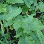 Lactuca plumieri Feuille