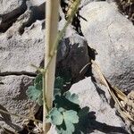 Aquilegia guarensis Leaf