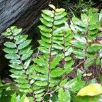 Xylopia pulcherrima Hoja