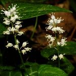 Maianthemum bifolium Blüte