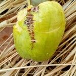 Anacardium occidentale Φρούτο