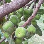 Ficus sur Fruto