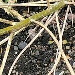 Erysimum linifolium Rinde